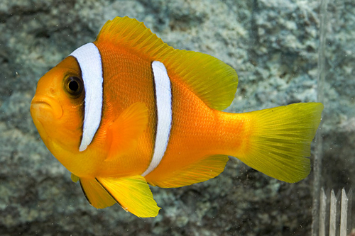 picture of Blue Striped Clownfish Red Sea Lrg                                                                   Amphiprion chrysopterus