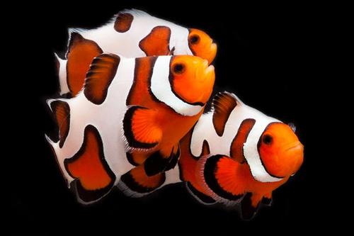 picture of DaVinci Clownfish T. R. Grade B Med                                                                  Amphiprion ocellaris