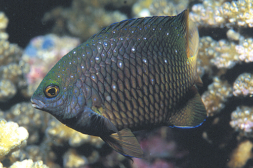 picture of Atlantic Jewel Damsel Lrg                                                                            Microspathodon chrysurus