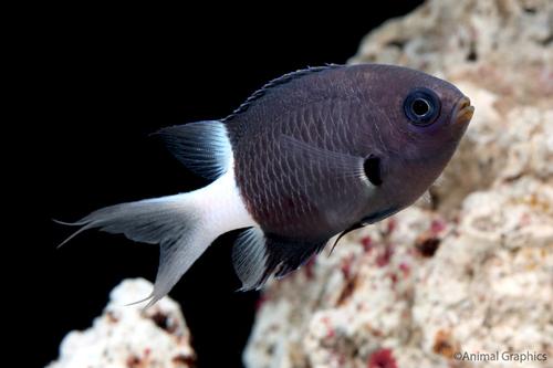 picture of Bicolor Chromis Sml                                                                                  Chromis dimidiata