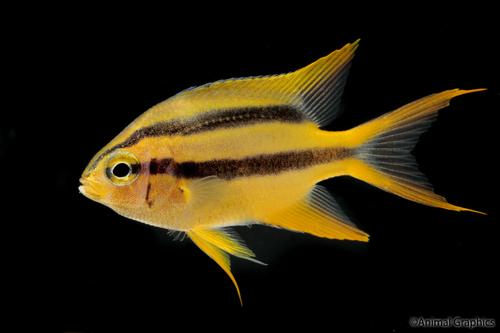 picture of Black & Gold Chromis Sml                                                                             Neoglyphidodon nigroris