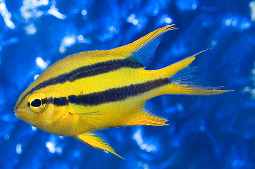 picture of Black & Gold Chromis Lrg                                                                             Neoglyphidodon nigroris