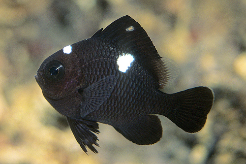 picture of Domino Damsel Lrg                                                                                    Dascyllus trimaculatus