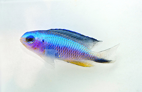 picture of Electric Blue Damsel Sml                                                                             Pomacentrus coelestis 