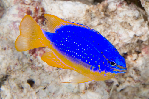 picture of Fiji Blue Devil Damsel Sml                                                                           Chrysiptera taupou