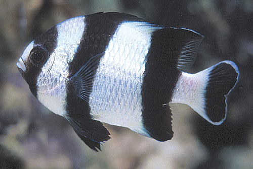 picture of Four Stripe Damsel Sml                                                                               Dascyllus melanurus