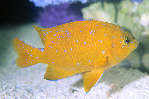 picture of Garibaldi Damsel Med                                                                                 Hypsypops rubicundus