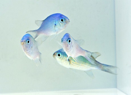 picture of Green Chromis Sml                                                                                    Chromis viridis