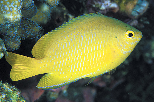 picture of Lemon Damsel Sml                                                                                     Pomacentrus moluccensis