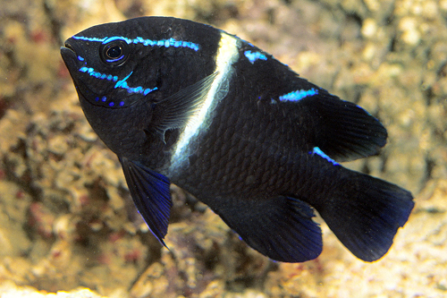 picture of Neon Velvet Damsel                                                                                   Neoglyphidodon oxyodon