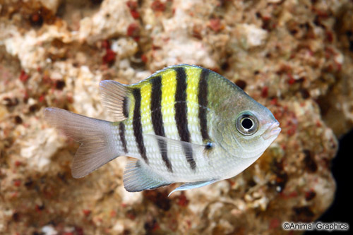 picture of Atlantic Sergent Major Damsel Sml                                                                    Abudefduf saxatilis