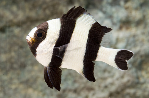 picture of Four Striped Damsel Bali Sml                                                                         Dascyllus melanurus