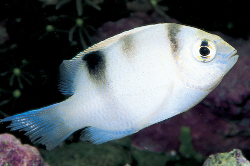 picture of White Damsel Sml                                                                                     Dischistodus perpicillatus