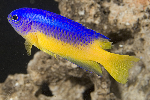 picture of Yellowbelly Damsel Fiji Sml                                                                          Pomacentrus auriventris