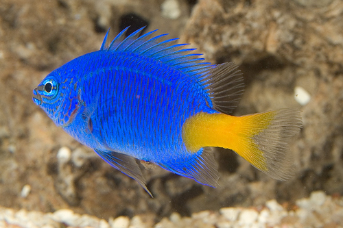 picture of Yellowtail Blue Damsel Bali Sml                                                                      Chrysiptera parasema