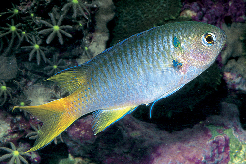 picture of Yellowtail Green Damsel Sml                                                                          Neopamacentrus azysron