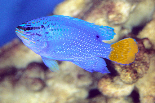 picture of Orange Tail Damsel Med                                                                               Chrysiptera cyanea