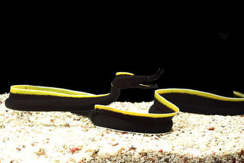 picture of Black Ribbon Eel Med                                                                                 Rhinomuraena quaesita var. black