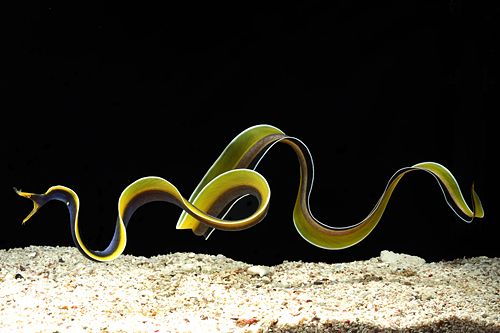 picture of Blue Ribbon Eel Sml                                                                                  Rhinomuraena quaesita var. blue