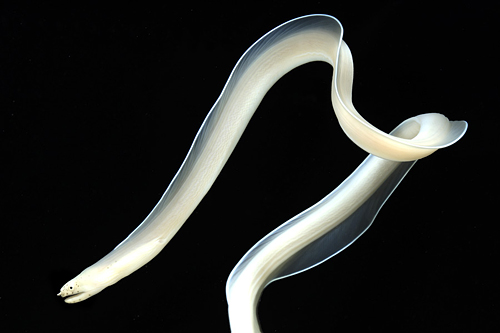 picture of Ghost Ribbon Eel Med                                                                                 Pseudechidna brummeri