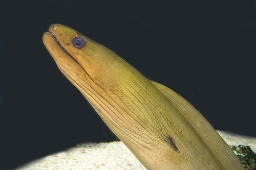 picture of Green Moray Eel Lrg                                                                                  Gymnothorax funebris