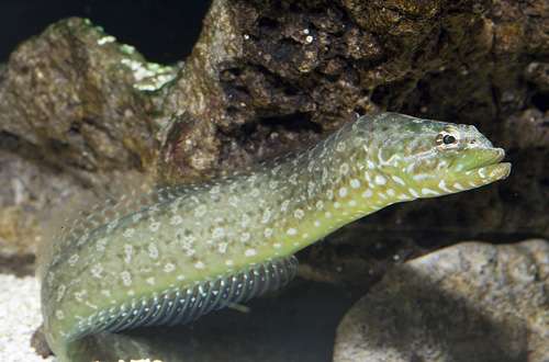 picture of Green Wolf Eel Lrg                                                                                   Congragadus subducens