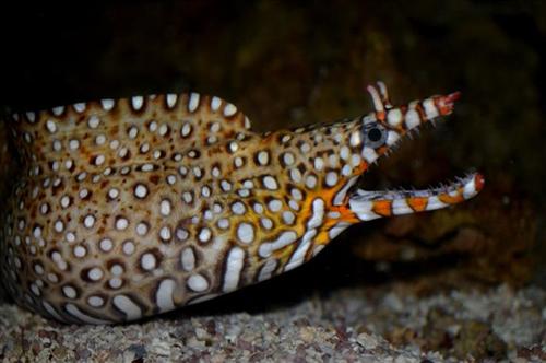 picture of Hawaiian Dragon Moray Eel Med                                                                        Enchelycore pardalis