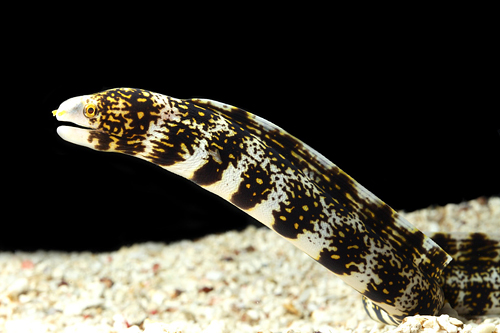 picture of Snowflake Moray Eel Lrg                                                                              Echidna nebulosa