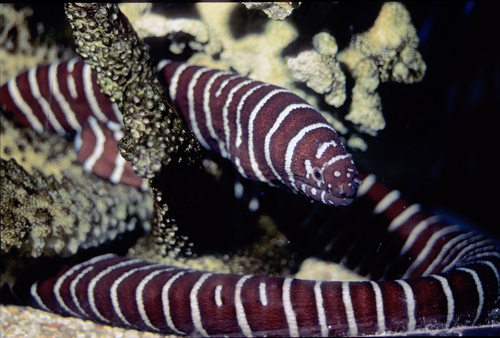 picture of Zebra Moray Eel Sml                                                                                  Gymnomuraena zebra