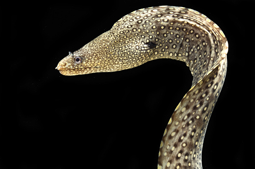 picture of Gold Spotted Reef Eel Lrg                                                                            Muraena lentiginosa