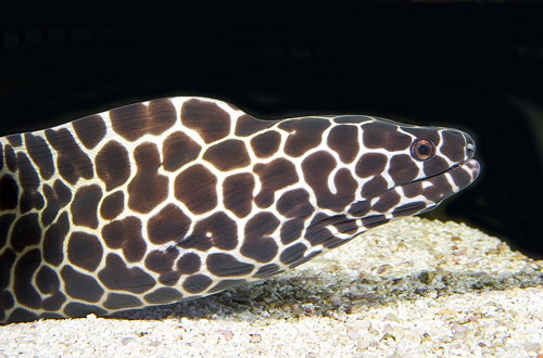 picture of Honecomb Moray Eel Med                                                                               Gymnothorax favagineus