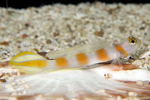 picture of Aurora Watchman Goby Sml                                                                             Amblyeleotris aurora