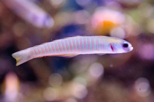 picture of Bar Goby Sml                                                                                         Ptereleotris zebra