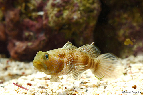 picture of Blue Fin Watchman Goby Tank Raised Med                                                               Cryptocentrus fasciatus