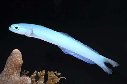 picture of Blue Gudgeon Goby Med                                                                                Ptereleotris heteroptera