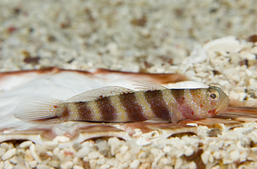 picture of Wheeler's Prawn Goby Med                                                                             Amblyeleotris wheeleri