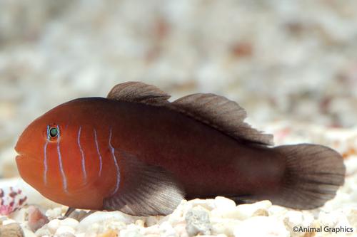 picture of Assorted Clown Goby Sml                                                                              Gobiodon citrinus