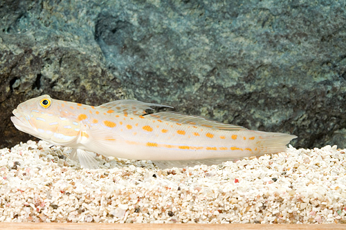 picture of Diamond Sleeper Goby Med                                                                             Valenciennea puellaris