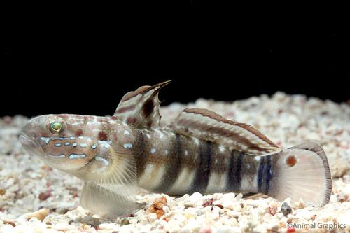 picture of Dragon Sleeper Goby Med                                                                              Amblygobius phalaena