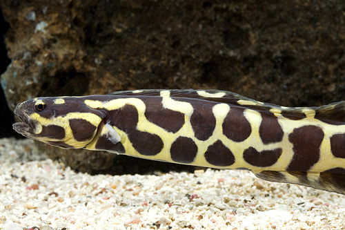 picture of Engineer Goby Lrg                                                                                    Pholidichthys leucotaenia