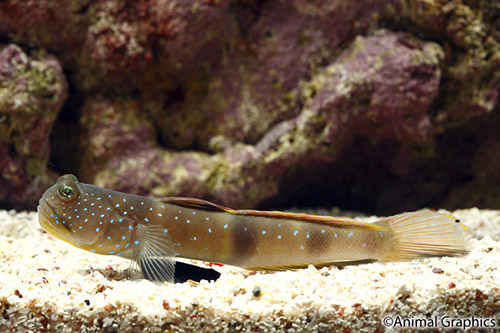 picture of Blue Spotted Watchman Goby Med                                                                       Cryptocentrus pavoninoides