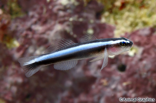 picture of Neon Goby Atlantic Lrg                                                                               Elacatinus oceanops