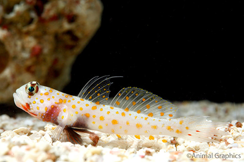 picture of Orange Spot Prawn Goby Sml                                                                           Amblyeleotris guttata