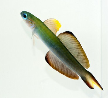 picture of Scissortail Goby Lrg                                                                                 Ptereleotris evides