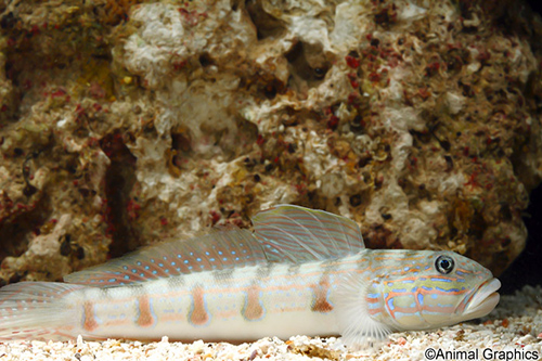 picture of Six Spot Sleeper Goby Lrg                                                                            Valenciennea sexguttata