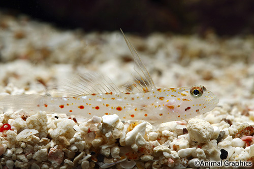 picture of Tangaroa Shrimp Goby Sml                                                                             Ctenogobiops tangaroai