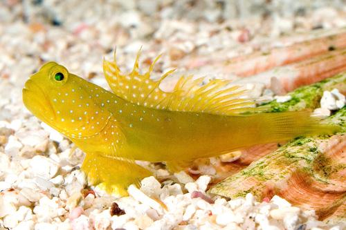 picture of Yellow Watchman Goby Lrg                                                                             Cryptocentrus cinctus