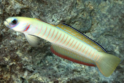 picture of Bar Goby Red Sea Med                                                                                 Ptereleotris zebra