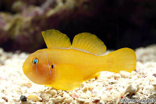 picture of Citron Goby Red Sea Sml                                                                              Gobiodon citrinus