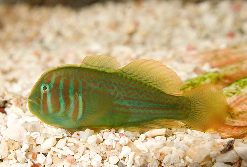 picture of Green Clown Goby Sml                                                                                 Gobiodon atrangulatus